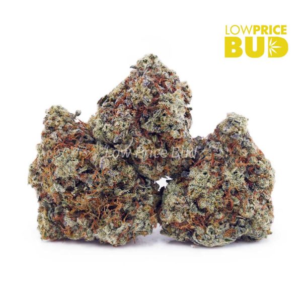 Buy Master Yoda (AAA) online Canada