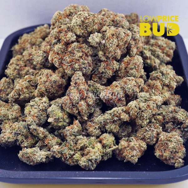 Buy Master Yoda (AAA) online Canada