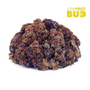Buy Candyland (AAA) online Canada