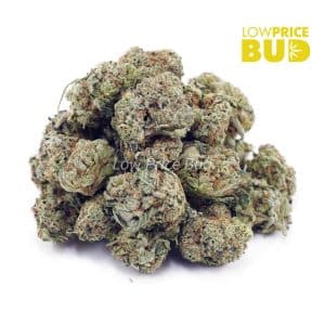 Dolato (AAAA) – Popcorn Nugs Buy Dolato (AAAA) – Popcorn Nugs online Canada