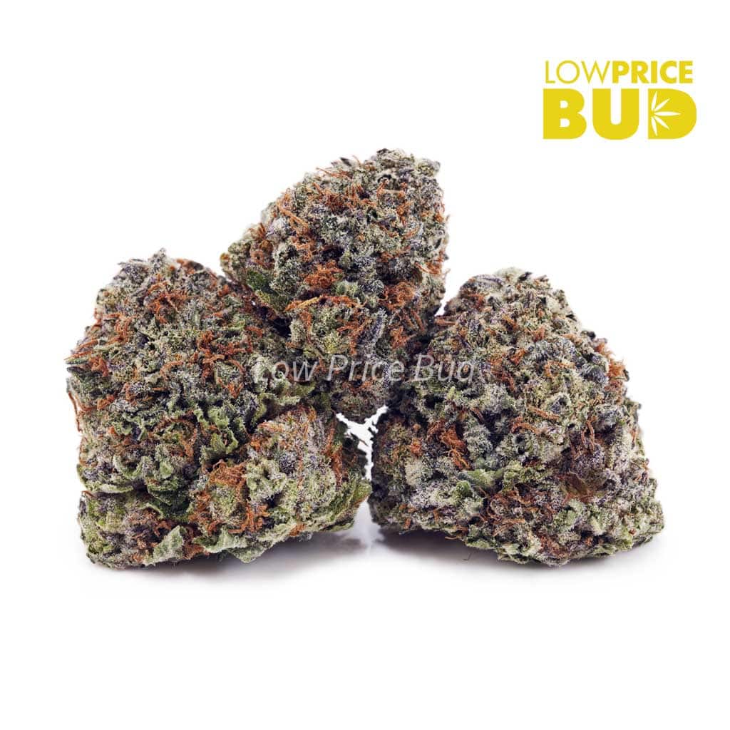Champagne Kush (AAAA) Buy Champagne Kush (AAAA) online Canada