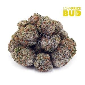 Buy Champagne Kush (AAAA) online Canada