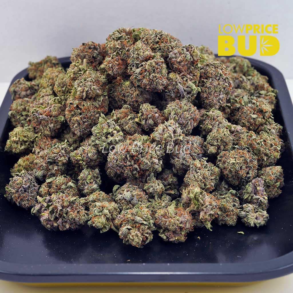 Champagne Kush (AAAA) Buy Champagne Kush (AAAA) online Canada