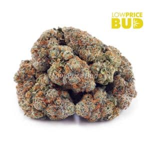 Candyland (AAA) Buy Candyland (AAA) online Canada