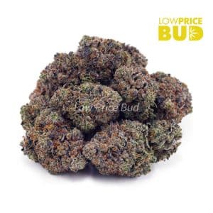 Buy Pink Rockstar (AAAA) online Canada