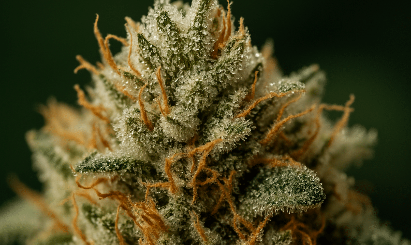 Close-up of frosty cannabis bud covered in trichomes, the tiny crystals that hold flavor, aroma, and potency