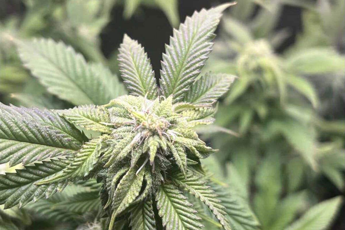cereal milk cannabis banner