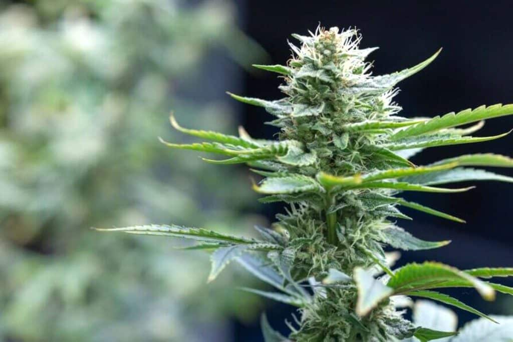 Amnesia Haze Cannabis strain