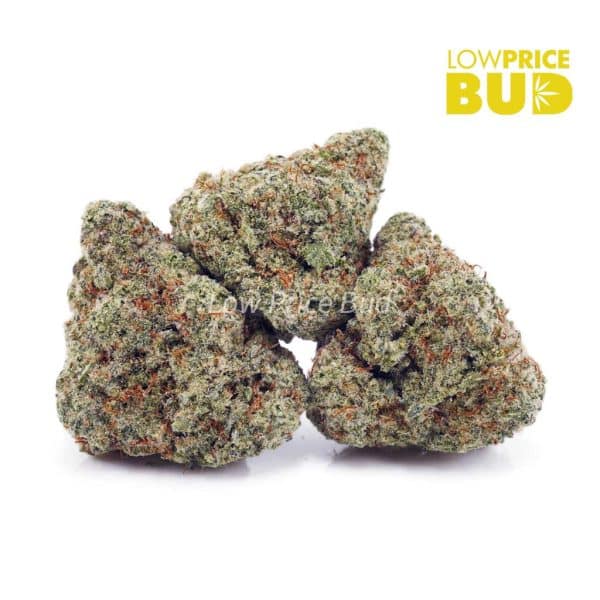 Buy Vanilla Kush (AAA) online Canada