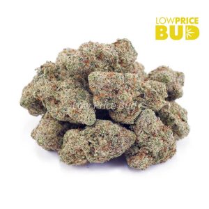 Buy Vanilla Kush (AAA) online Canada