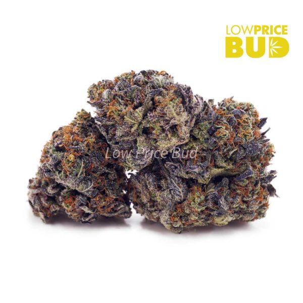 Buy Purple Haze (AAAA) online Canada
