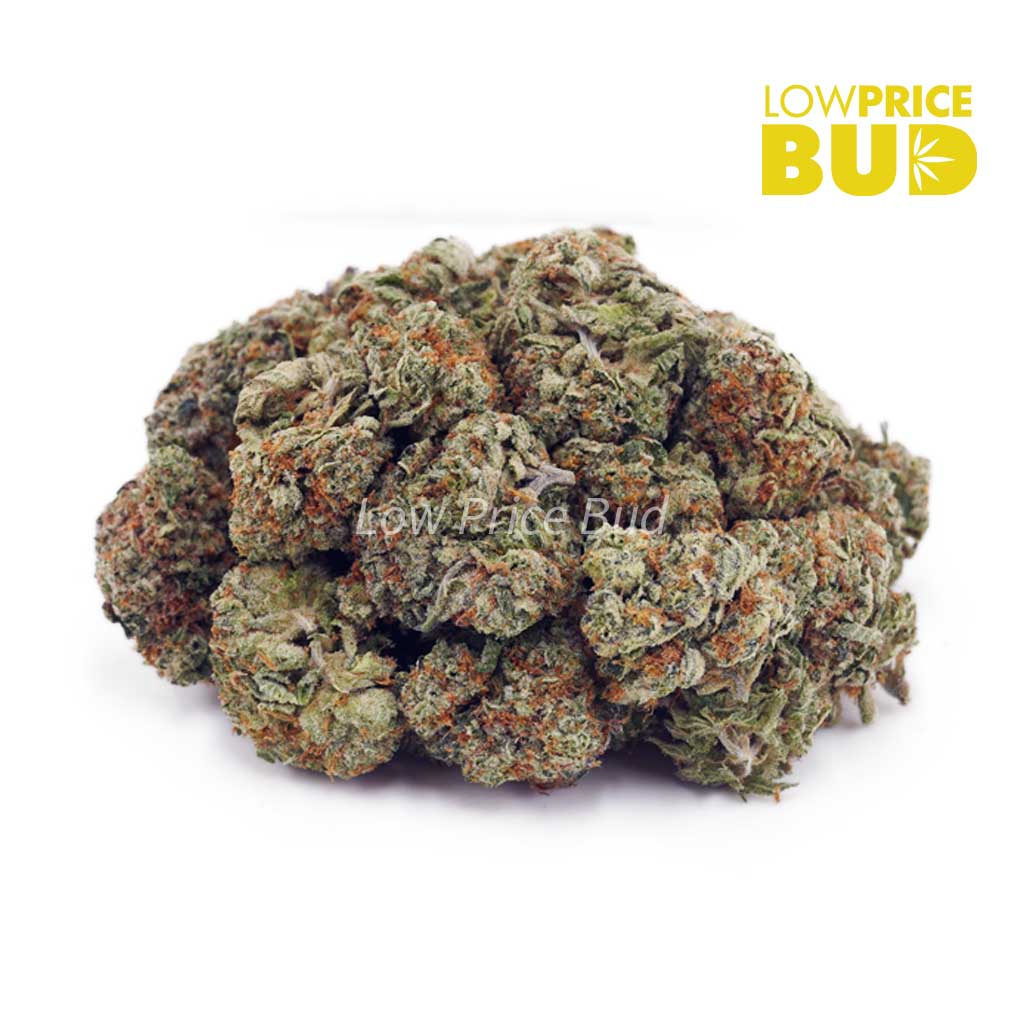 Buy Jean Guy (AAA) online Canada