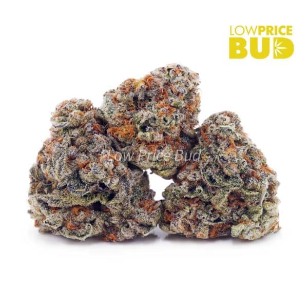 Buy Forum Cut Cookies (AA) online Canada