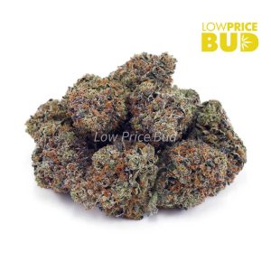 Buy Purple Biscotti (AAAA) online Canada