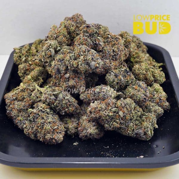 Buy Hawaiian Pink Punch (Craft Cannabis) online Canada