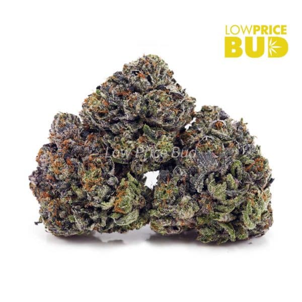 Buy Tom Ford Pink Kush (Craft Cannabis) online Canada