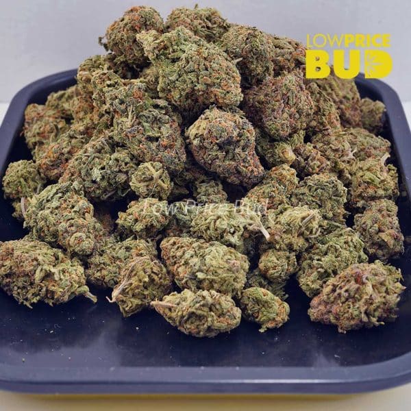 Buy Silver Haze (AAA) online Canada