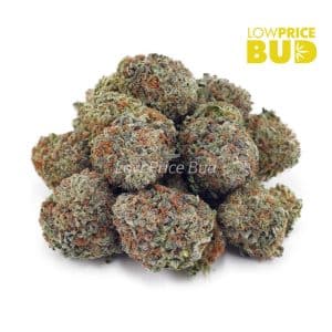 Buy Russian Cream (AAA) online Canada