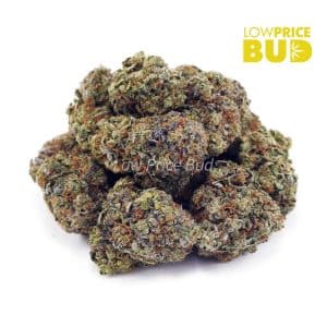 Death Pink (AAAA) Buy Death Pink (AAAA) online Canada