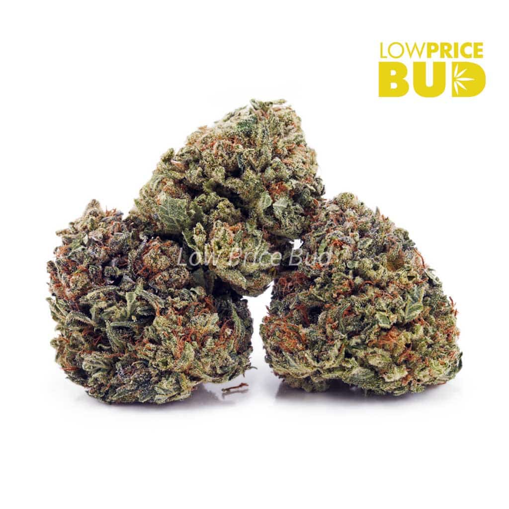 Rockstar (AAA) Buy Rockstar (AAA) online Canada