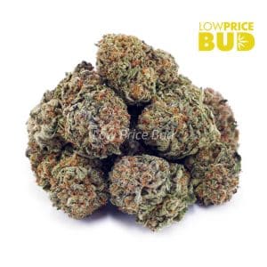 Rockstar (AAA) Buy Rockstar (AAA) online Canada