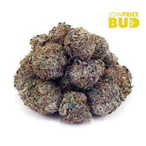 Jean Guy (AAA) Buy Jean Guy (AAA) online Canada