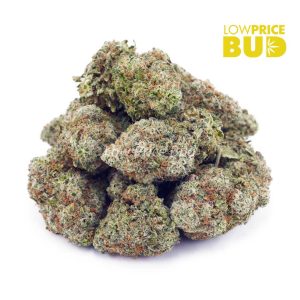 Buy White Skunk (AAA) online Canada