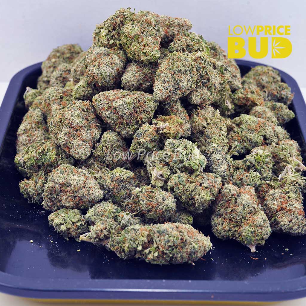 White Skunk (AAA) Buy White Skunk (AAA) online Canada