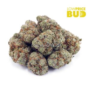 Buy Silver Haze (AAA) online Canada