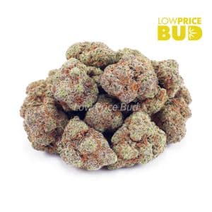 Forum Cut Cookies (AA) Buy Forum Cut Cookies (AA) online Canada
