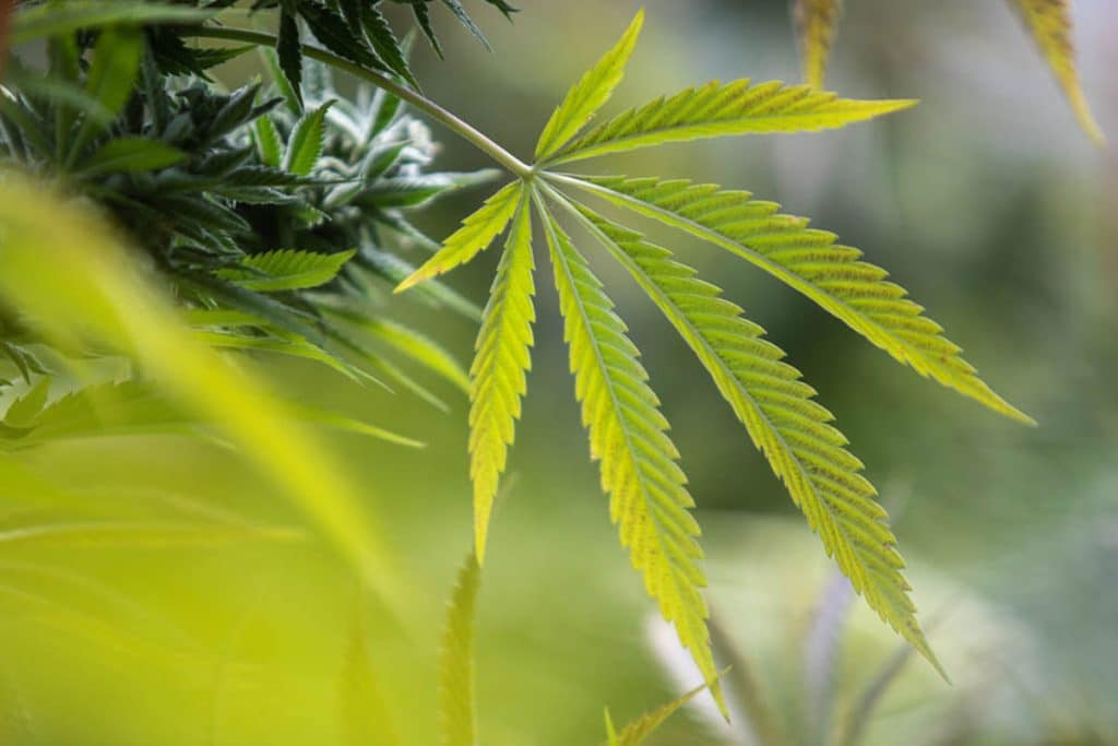 diamond og cannabis banner