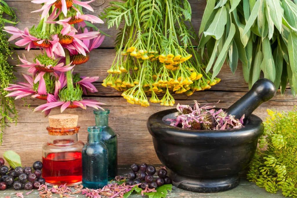 Medicinal Plants