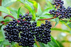 Medicinal Plants - elderberry