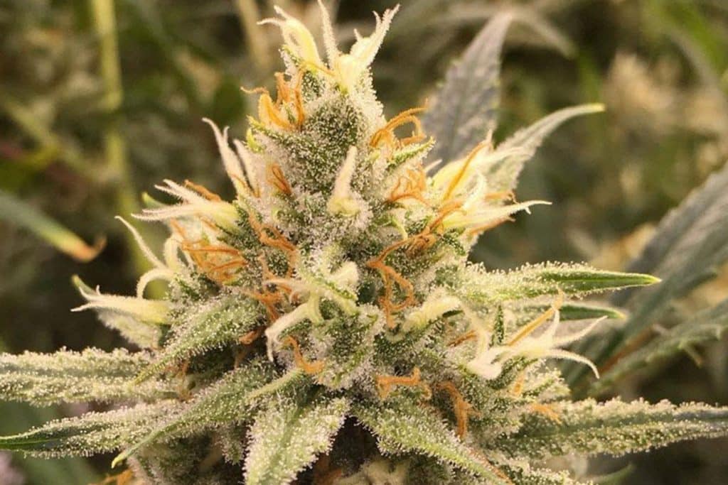 vanilla kush cannabis banner