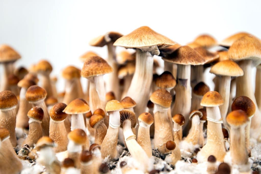 Albino Penis Envy Magic Mushrooms