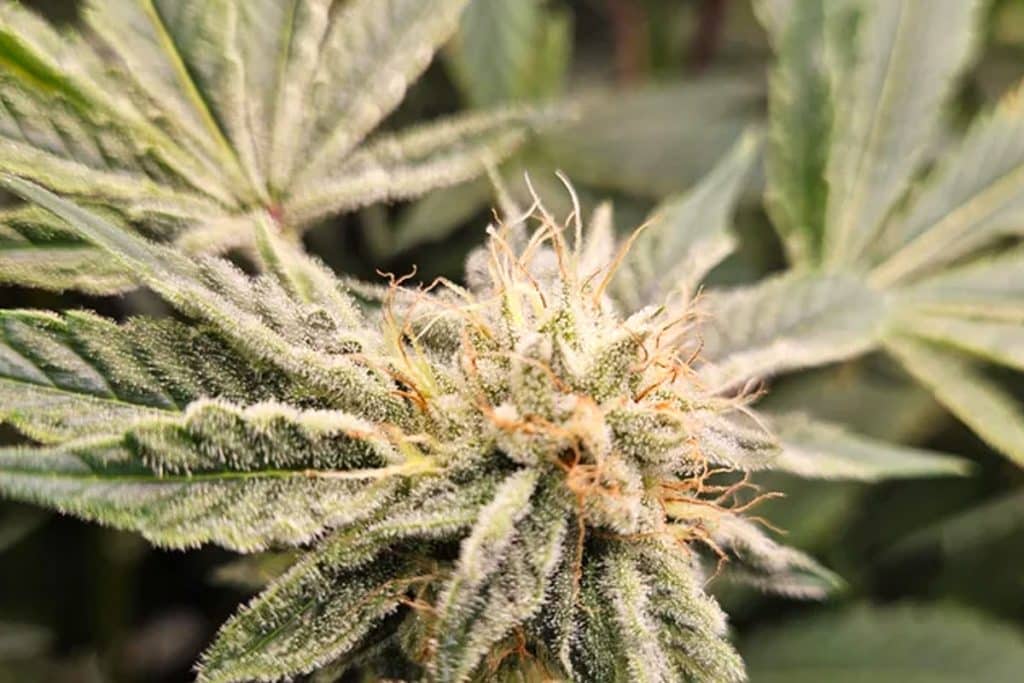 Berry Gelato Cannabis