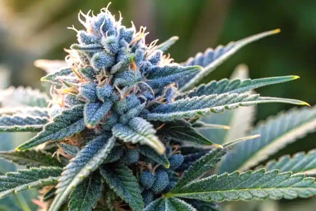 Blueberry Cough Cannabis