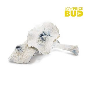 Buy Mushrooms – Albino Jedi Mind Fuck online Canada