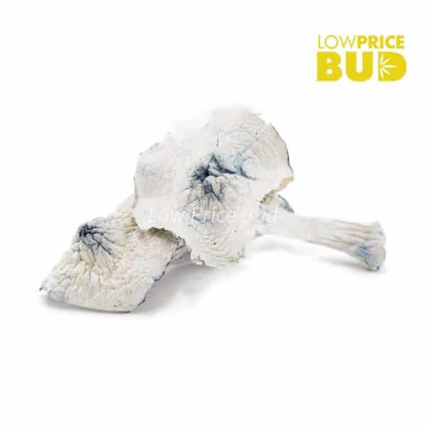 Buy Mushrooms – Albino Jedi Mind Fuck online Canada