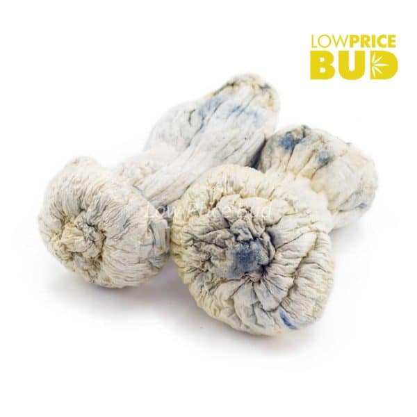 Buy Mushrooms – Albino Penis Envy online Canada