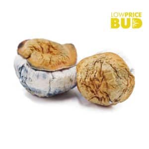Buy Mushrooms – Avalanche online Canada