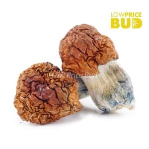 Buy Mushrooms – Blue Pulaski online Canada