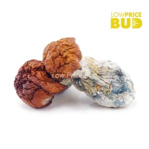 Buy Mushrooms – Bluey Vuitton online Canada