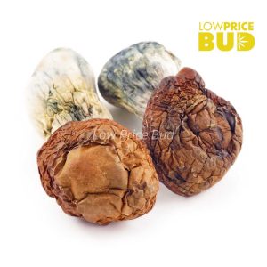 Buy Mushrooms – Dino Eggs online Canada