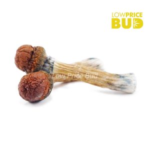 Buy Mushrooms – Golden Teacher online Canada