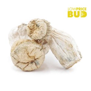 Buy Mushrooms – Leucistic online Canada