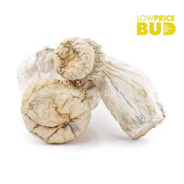 Buy Mushrooms – Leucistic online Canada