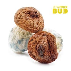 Buy Mushrooms – Makilla Gorilla online Canada