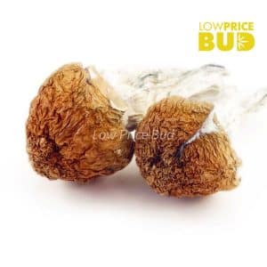 Buy Mushrooms – Melmac online Canada