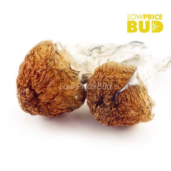 Buy Mushrooms – Melmac online Canada